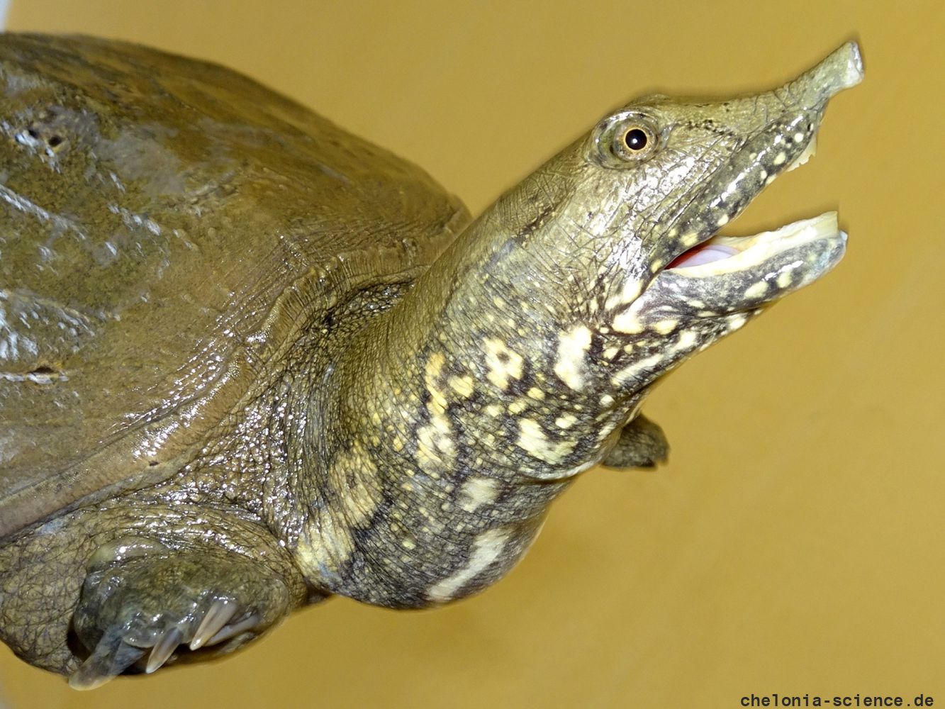 Gefleckte Weichschildkröte, Pelodiscus variegatus, ein adultes Exemplar – © Minh Duc Le
