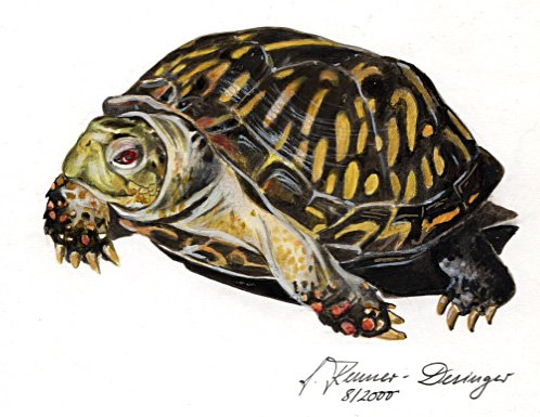 boxturtle renner desinger