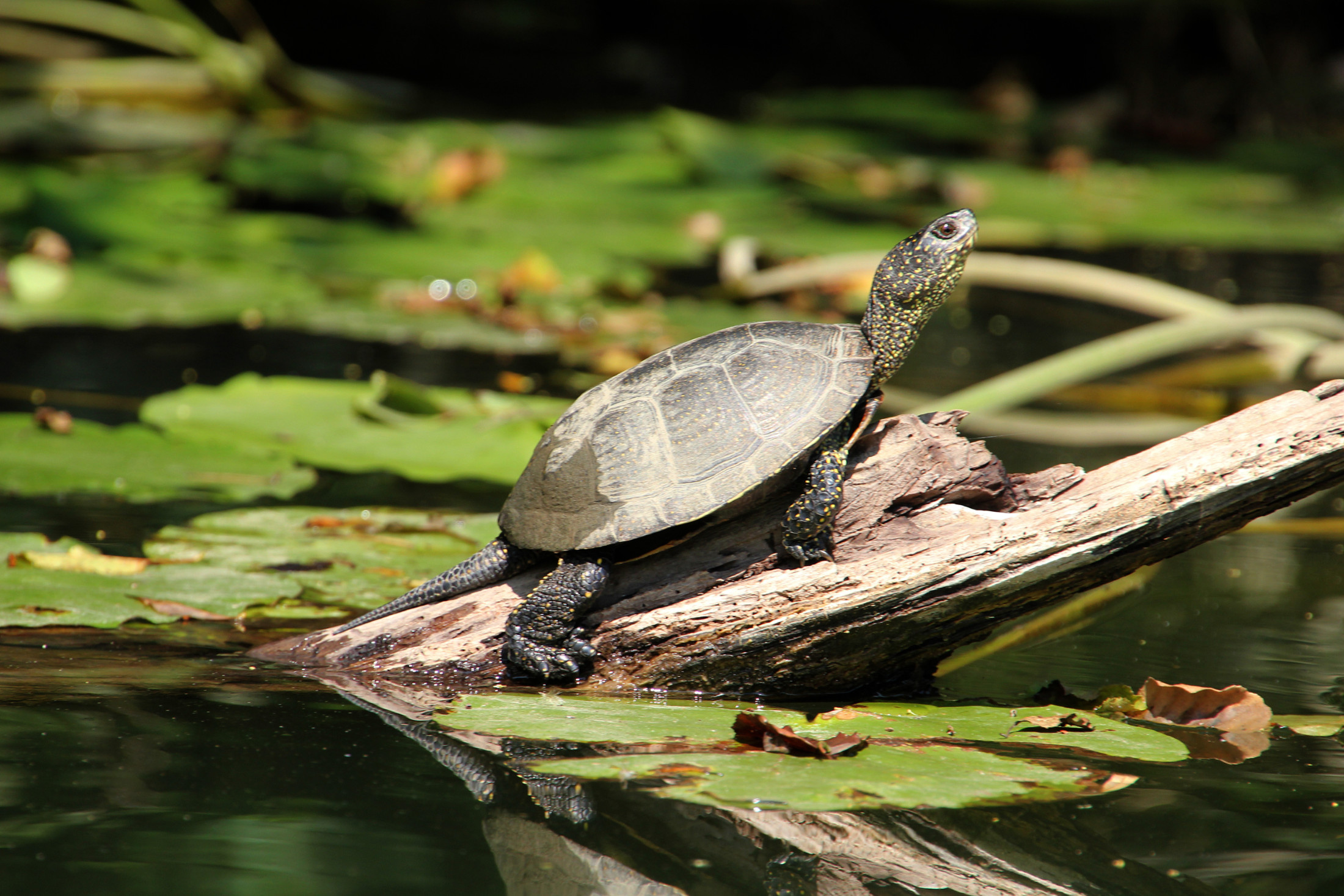 Europäische Sumpfschildkröte, Emys orbicularis, – © Hans-Jürgen-Bidmon