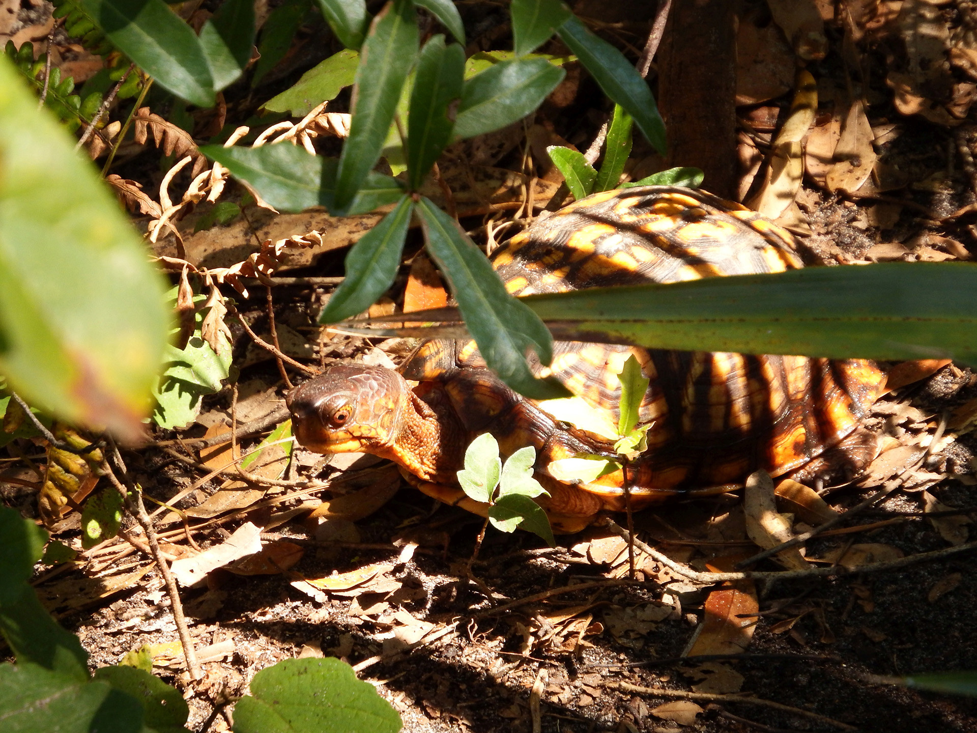 Carolina-Dosenschildkröte, Terrapene carolina, – © Hans-Jürgen Bidmon