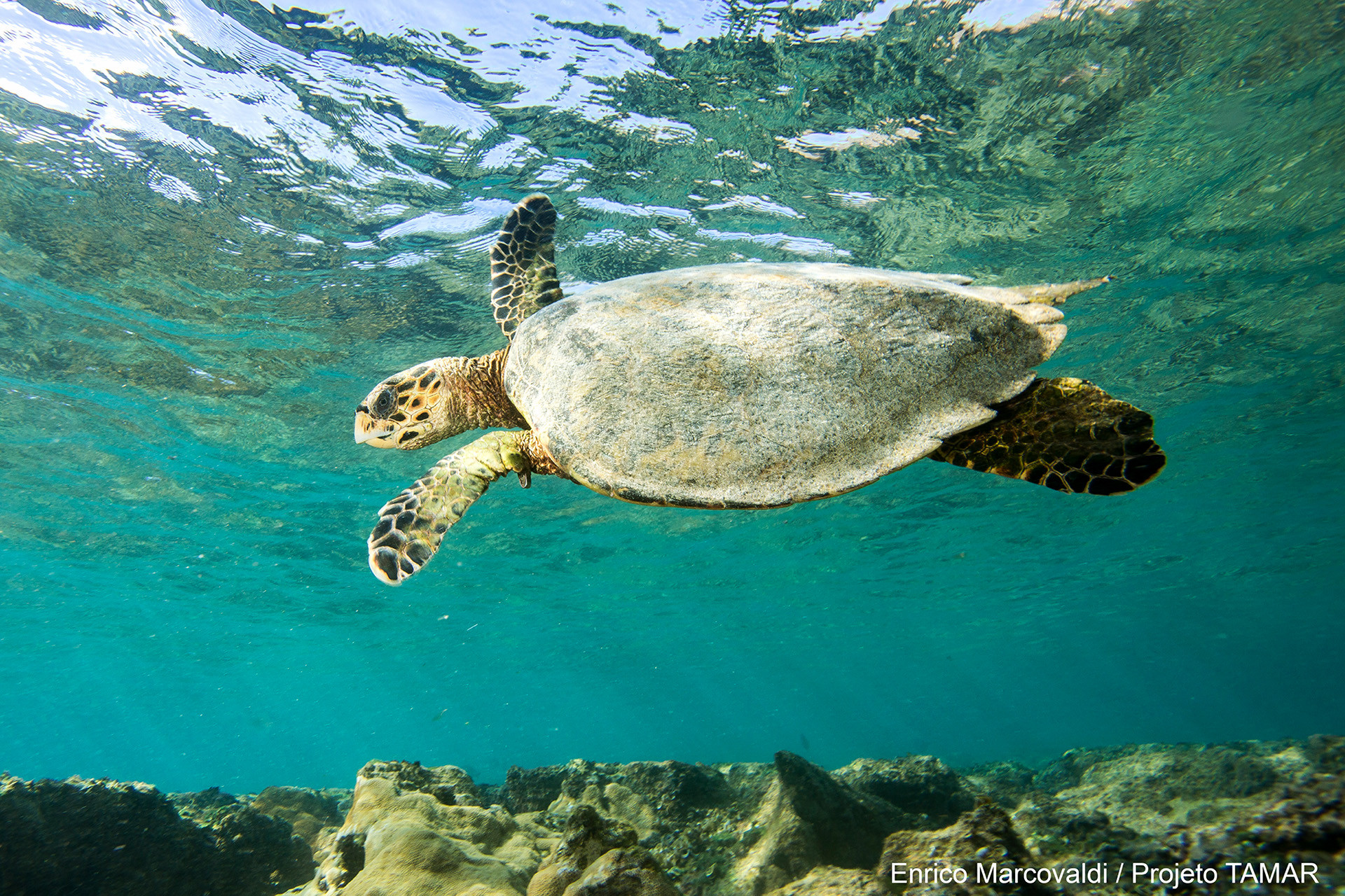 Echte Karettschildkröte, Eretmochelys imbricata, – © Enrico Marcovaldi