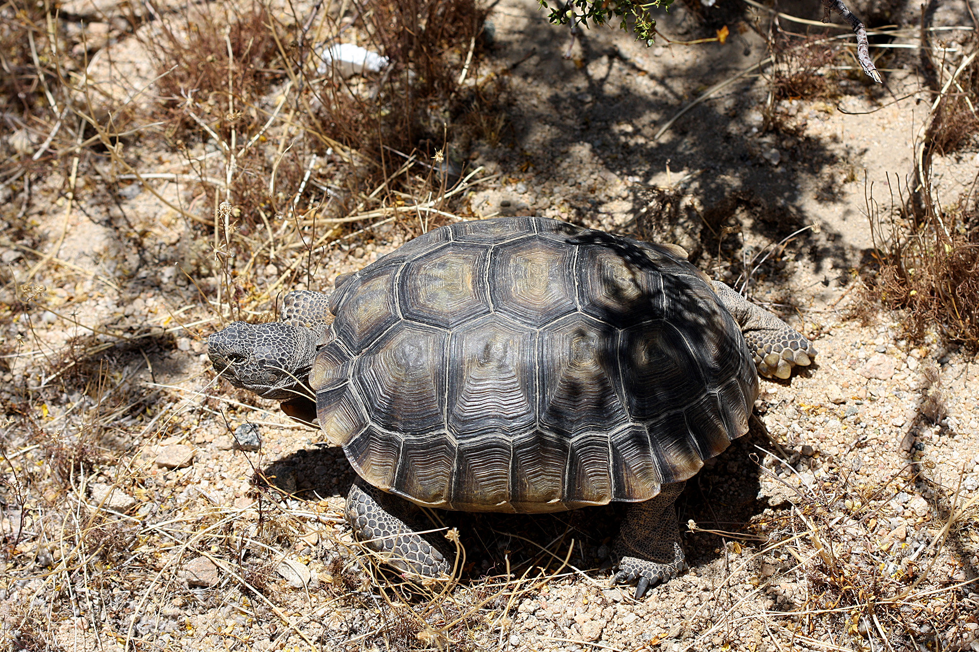 Kalifornische Gopherschildkröte, Gopherus agassizii, – © H. Bradley Shaffer