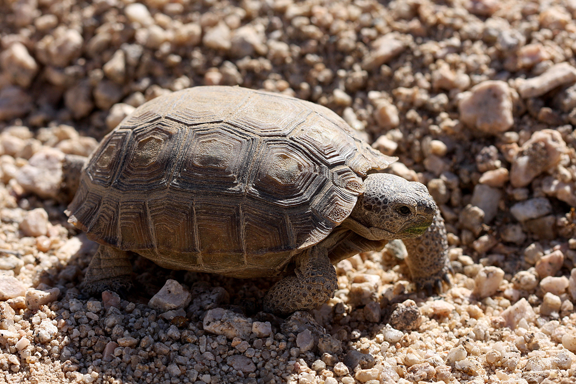 Kalifornische Gopherschildkröte, Gopherus agassizii, – © H. Bradley Shaffer