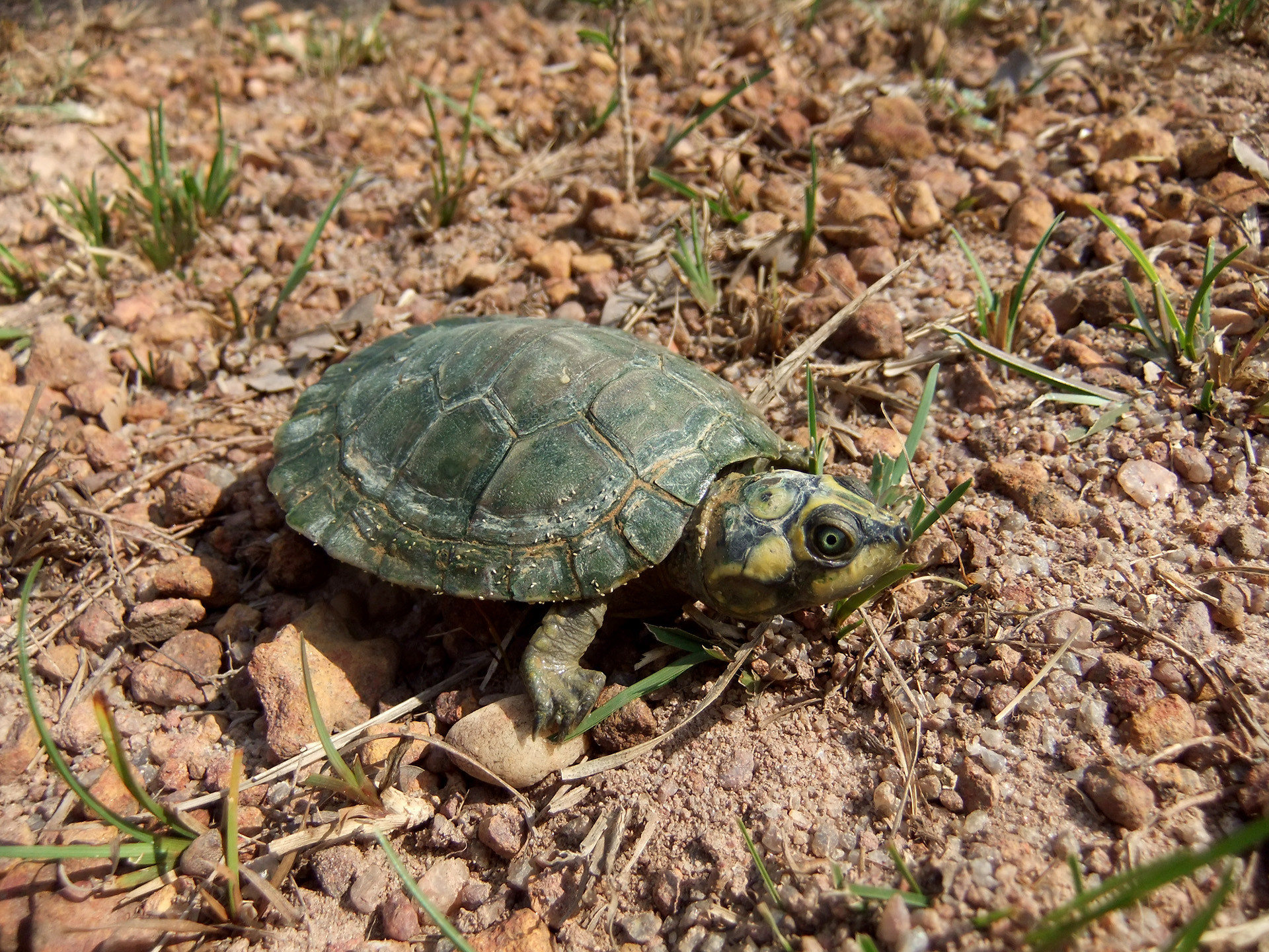 Arrauschildkröte, Podocnemis expansa, – © Mario Herz