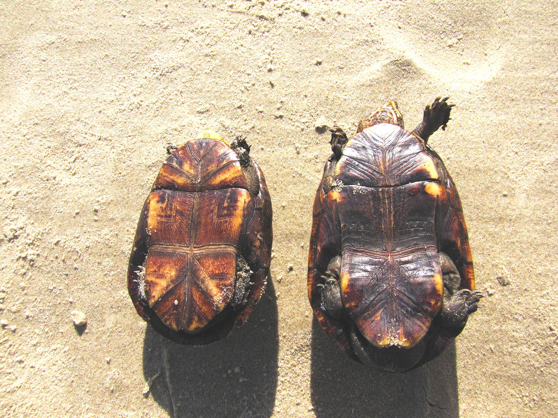 Skorpions-Klappschildkröte, Kinosternon scorpioides, – © Larissa Barreto