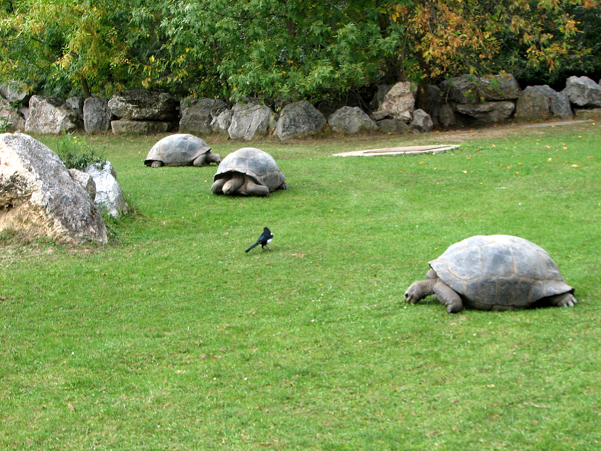 Aldabra-Riesenschildkröte, Aldabrachelys gigantea, – © Hans-Jürgen Bidmon