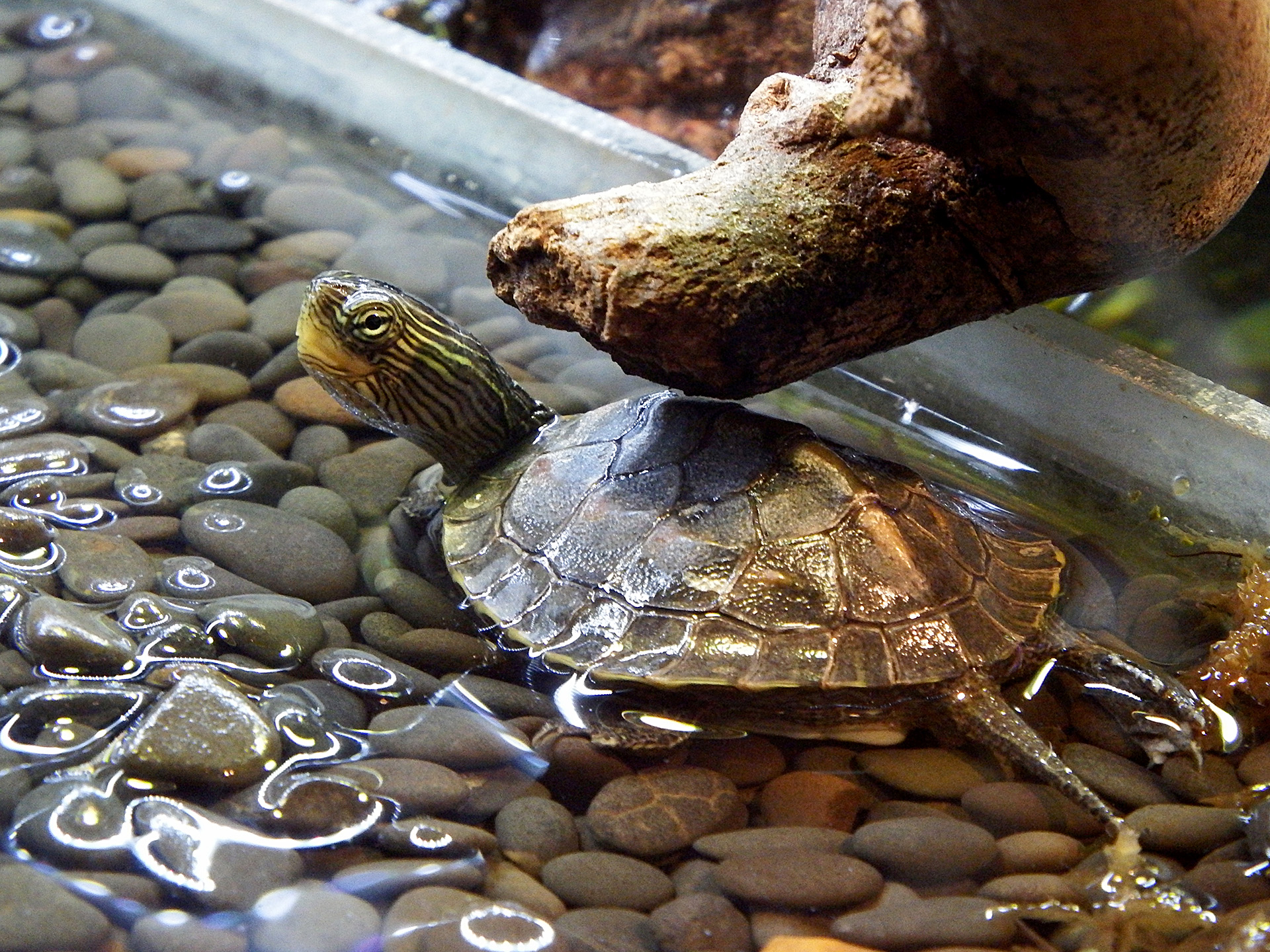 Chinesische Streifenschildkröte, Mauremys sinensis, – © Hans-Jürgen Bidmon