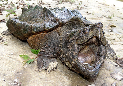 Geierschildkröte, Brad M. Glorioso, – © Dick Bartlett Geierschildkröte, Macrochelys temminckii, – © Brad M. Glorioso