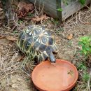 Strahlenschildkröte, Astrochelys radiata, – © Hans-Jürgen Bidmon Strahlenschildkröte, Astrochelys radiata, – © Hans-Jürgen Bidmon