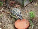 Strahlenschildkr&ouml;te, Astrochelys radiata, &ndash; &copy; Hans-J&uuml;rgen Bidmon