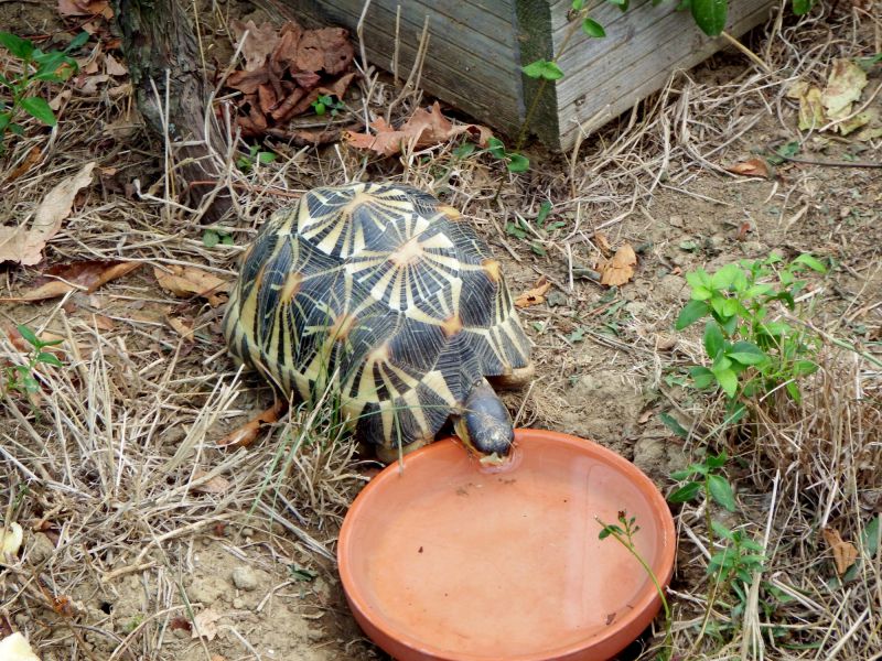 Strahlenschildkröte, Astrochelys radiata, – © Hans-Jürgen Bidmon