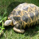 Strahlenschildkröte, Astrochelys radiata, – © Hans-Jürgen Bidmon Strahlenschildkröte, Astrochelys radiata, – © Hans-Jürgen Bidmon