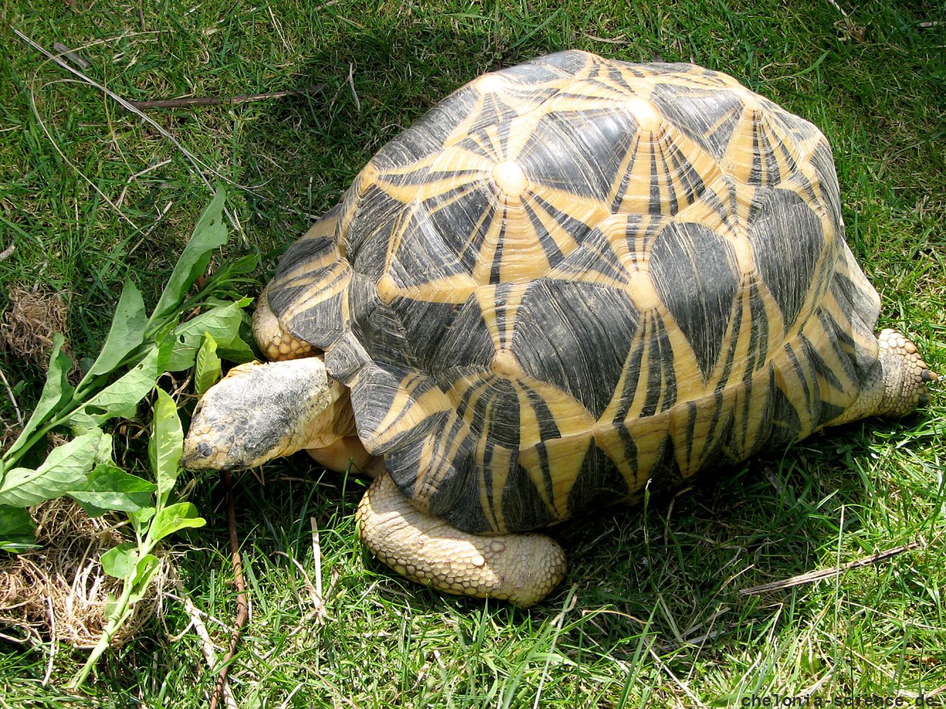 Strahlenschildkröte, Astrochelys radiata, ein Männchen frisst Blätter des Spindelstrauchs oder Pfaffenhütchens, Euonymus europaeus, – © Hans-Jürgen Bidmon