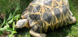 Strahlenschildkröte, Astrochelys radiata, – © Hans-Jürgen Bidmon