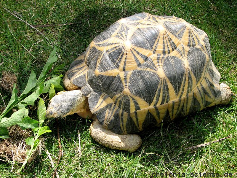 Strahlenschildkröte, Astrochelys radiata, – © Hans-Jürgen Bidmon Strahlenschildkröte, Astrochelys radiata, – © Hans-Jürgen Bidmon