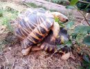 Strahlenschildkröte, Astrochelys radiata, – © Hans-Jürgen Bidmon