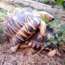 Strahlenschildkröte, Astrochelys radiata, – © Hans-Jürgen Bidmon