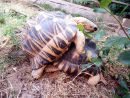 Strahlenschildkr&ouml;te, Astrochelys radiata, &ndash; &copy; Hans-J&uuml;rgen Bidmon