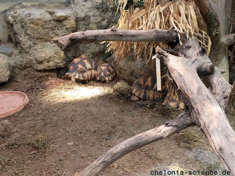 Madagassische Schnabelbrustschildkröte, Astrochelys yniphora, – © Hilmar Hufer Madagassische Schnabelbrustschildkröte, Astrochelys yniphora, – © Hilmar Hufer