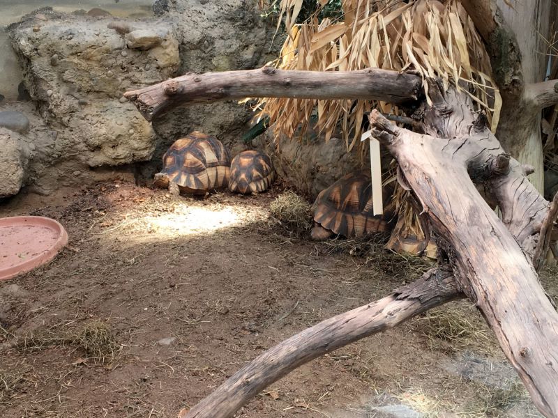 Madagassische Schnabelbrustschildkröte, Astrochelys yniphora, – © Hilmar Hufer