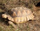 Spornschildkröte, Centrochelys sulcata, – © Hans-Jürgen Bidmon