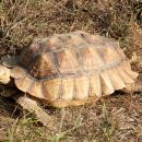 Spornschildkröte, Centrochelys sulcata, – © Hans-Jürgen Bidmon