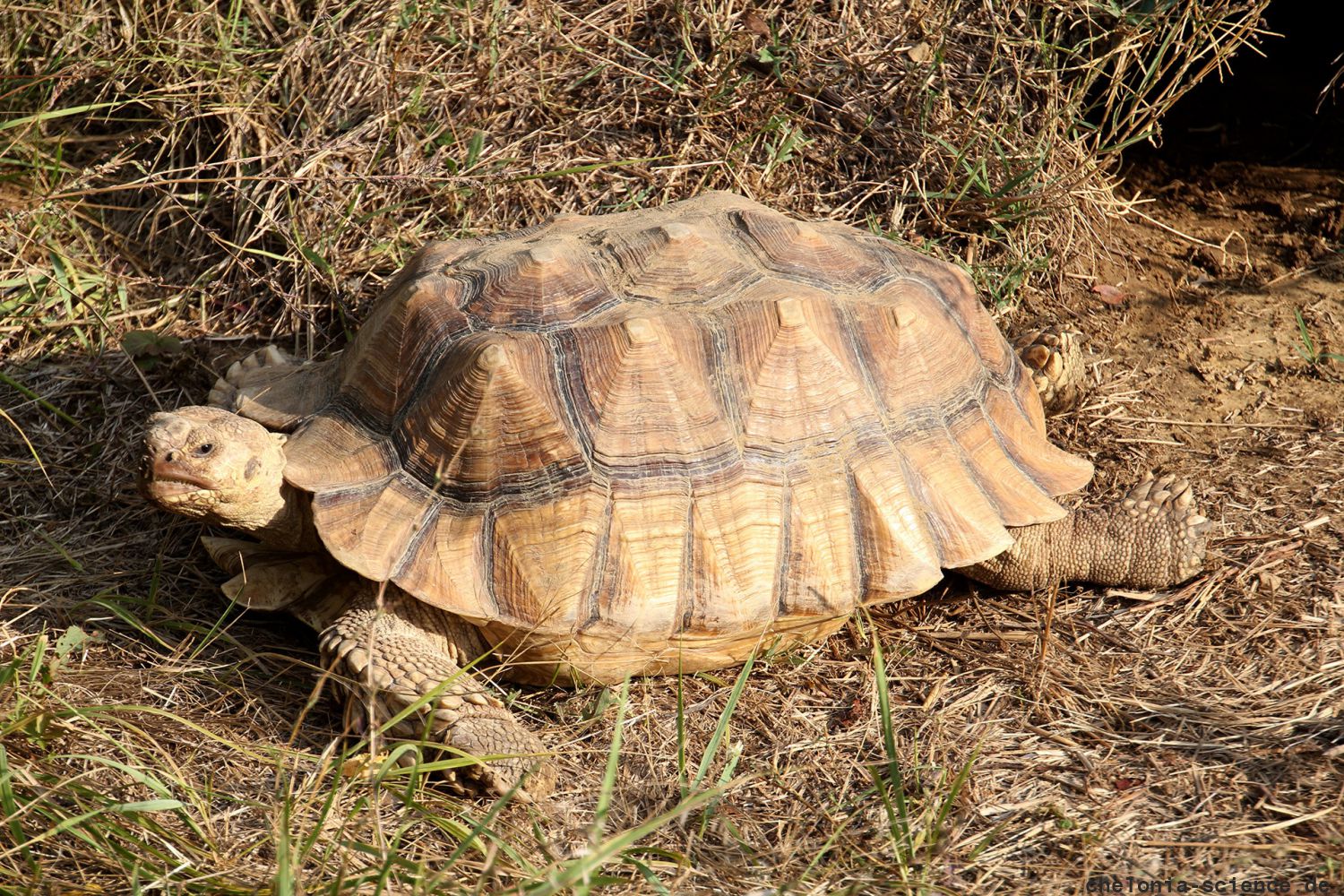 Spornschildkröte, Centrochelys sulcata, – © Hans-Jürgen Bidmon