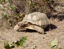 Spornschildkröte, Centrochelys sulcata, – © Hans-Jürgen Bidmon