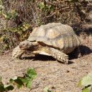 Spornschildkröte, Centrochelys sulcata, – © Hans-Jürgen Bidmon