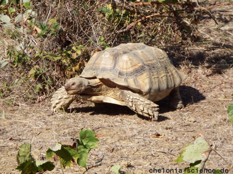 Spornschildkröte, Centrochelys sulcata, – © Hans-Jürgen Bidmon Spornschildkröte, Centrochelys sulcata, – © Hans-Jürgen Bidmon