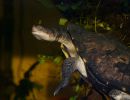 Glattrückige Schlangenhalsschildkröte, Chelodina longicollis, © Stefan Thierfeldt