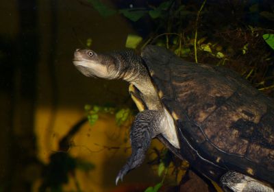 Chelodina longicollis – Glattrückige Schlangenhalsschildkröte