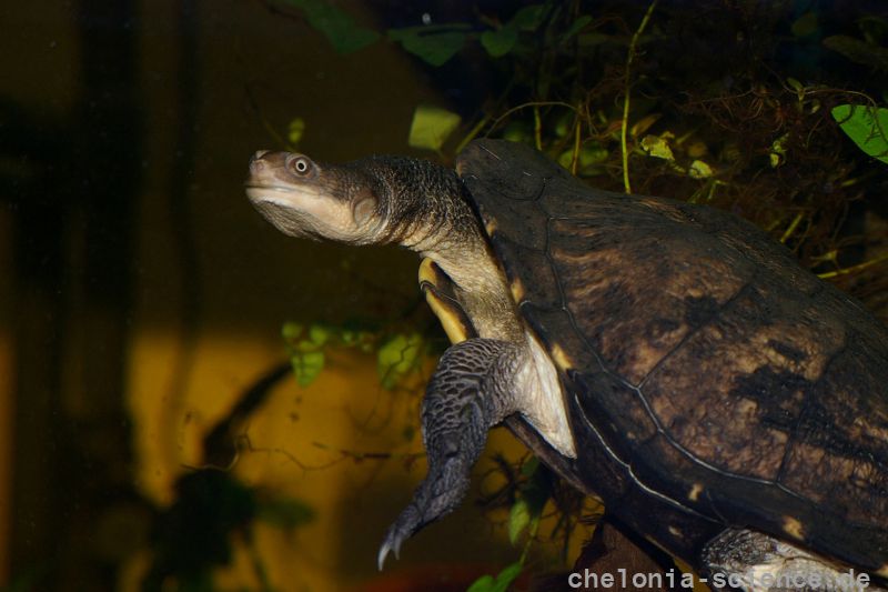 Glattrückige Schlangenhalsschildkröte, Chelodina longicollis, – © Stefan Thierfeldt