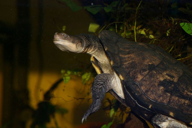 Glattrückige Schlangenhalsschildkröte, Chelodina longicollis, – © Stefan Thierfeldt