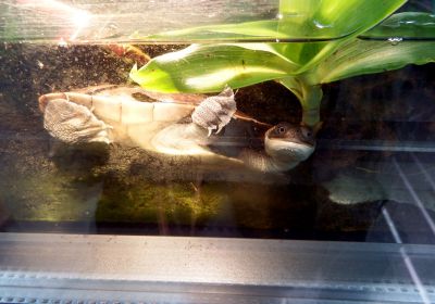 Chelodina mccordi – McCords Schlangenhalsschildkröte