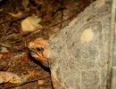 Köhlerschildkröte, Chelonoidis carbonaria, – © Hans-Jürgen Bidmon