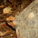 Köhlerschildkröte, Chelonoidis carbonaria, – © Hans-Jürgen Bidmon