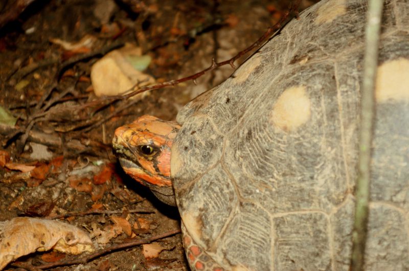 Köhlerschildkröte, Chelonoidis carbonaria, – © Hans-Jürgen Bidmon