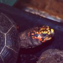 Köhlerschildkröte, Chelonoidis carbonaria, – © Hans-Jürgen Bidmon Köhlerschildkröte, Chelonoidis carbonaria, – © Hans-Jürgen Bidmon