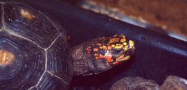 Köhlerschildkröte, Chelonoidis carbonaria, – © Hans-Jürgen Bidmon