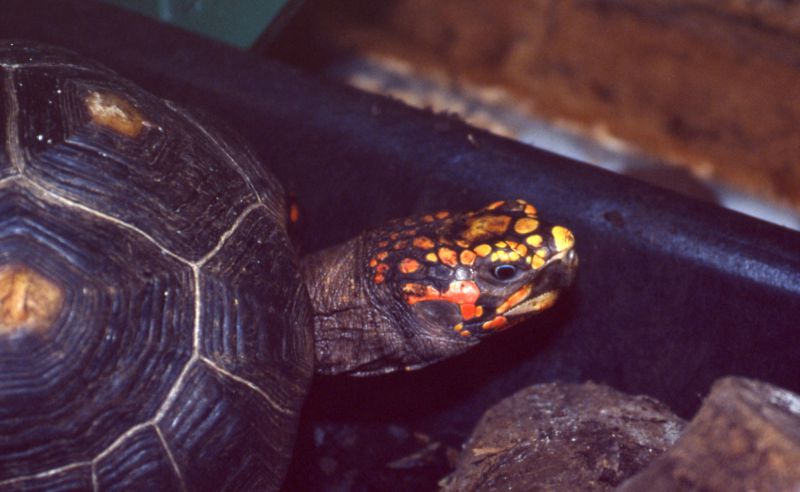 Köhlerschildkröte, Chelonoidis carbonaria, – © Hans-Jürgen Bidmon