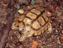 Argentinische Landschildkröte, Chelonoidis chilensis, – © Hans-Jürgen Bidmon