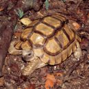 Argentinische Landschildkröte, Chelonoidis chilensis, – © Hans-Jürgen Bidmon