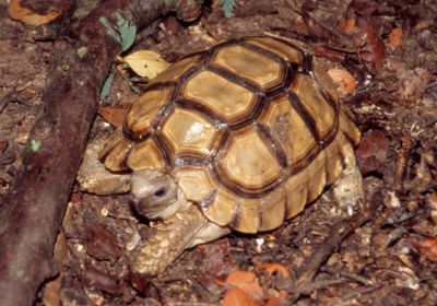 Chelonoidis chilensis – Argentinische Landschildkröte