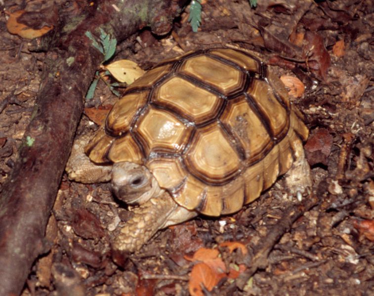 Argentinische Landschildkröte, Chelonoidis chilensis, – © Hans-Jürgen Bidmon