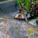 Zierschildkröte, Chrysemys picta, – © Hans-Jürgen Bidmon