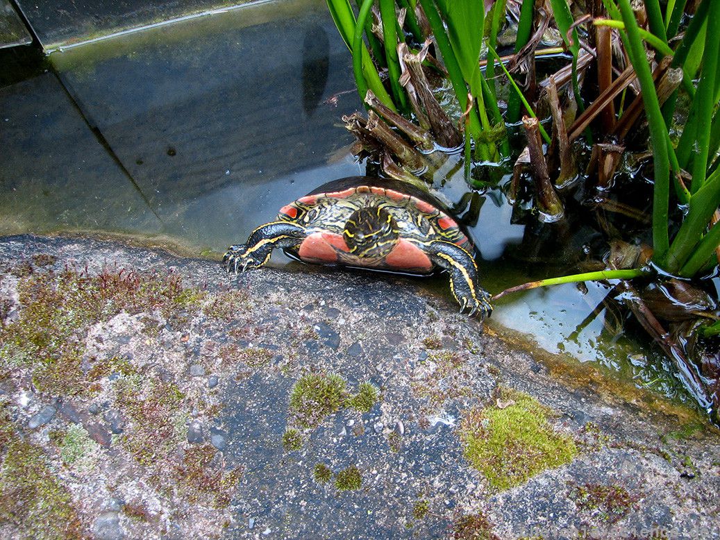 Zierschildkröte, Chrysemys picta, im Gartenteich – © Hans-Jürgen Bidmon