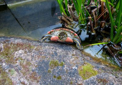 Chrysemys picta – Zierschildkröte