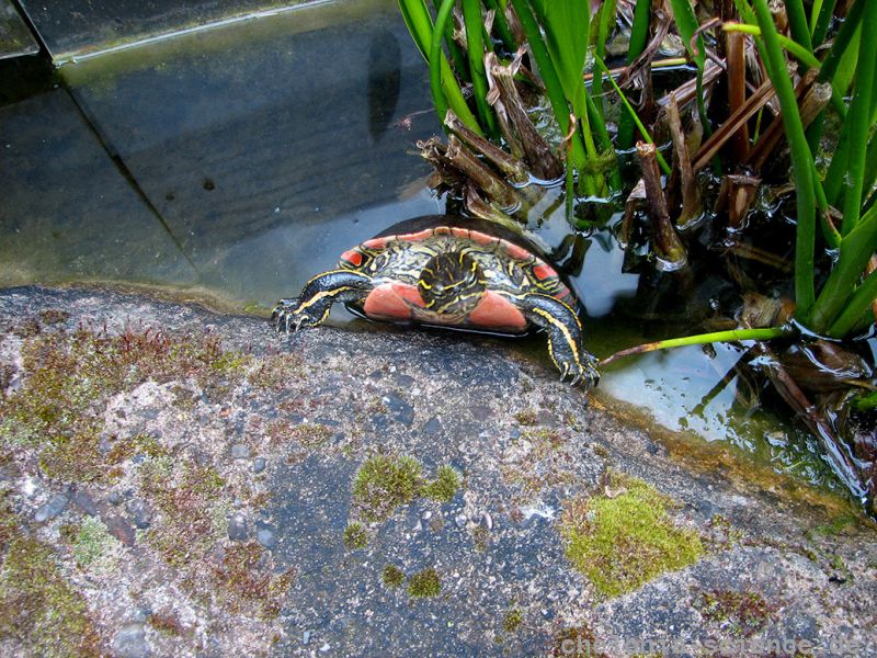 Zierschildkröte, Chrysemys picta, – © Hans-Jürgen Bidmon Zierschildkröte, Chrysemys picta, – © Hans-Jürgen Bidmon