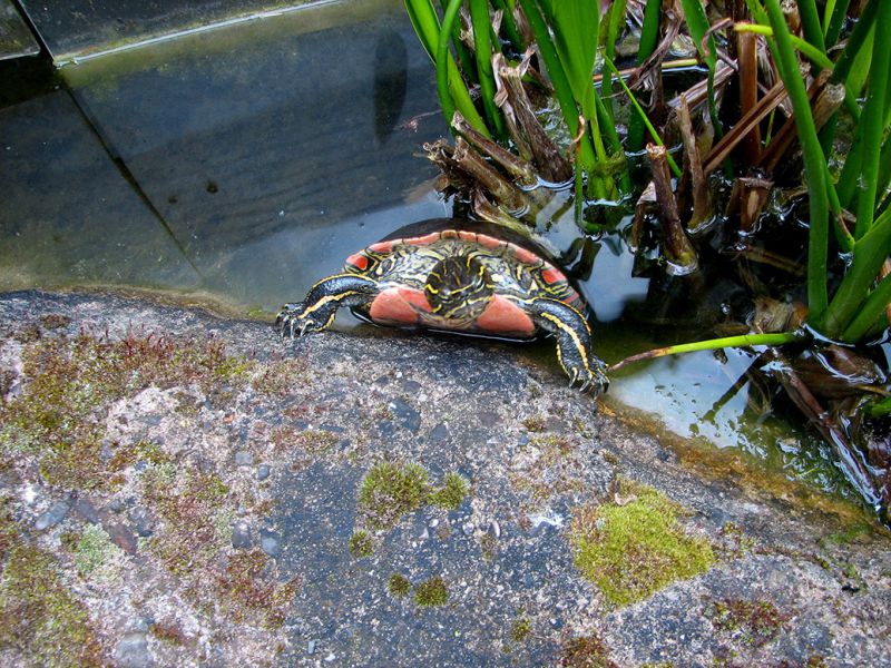 Zierschildkröte, Chrysemys picta, – © Hans-Jürgen Bidmon